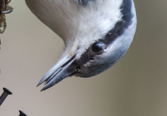 Nikon af-s 70-300mm f/4.5-5.6 vr test photo 100% crop